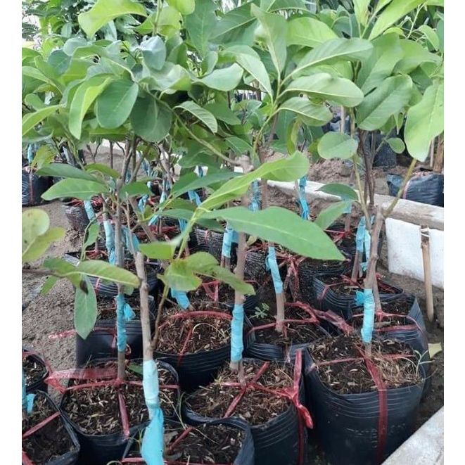 Cây giống mãng cầu na