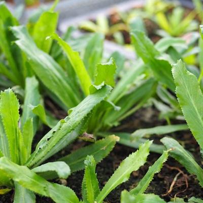 Hạt Giống Rau Mùi Tàu Rau Răng Cưa