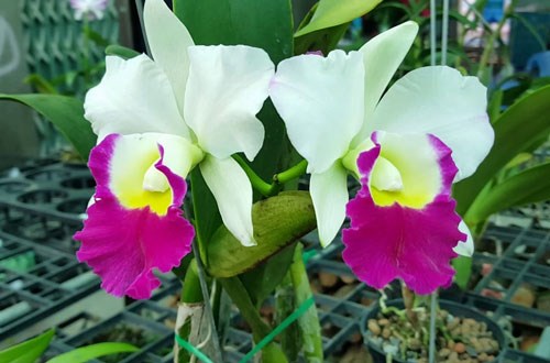 HOA LAN CATTLEYA SIÊU KHOE COMBO 10 CÂY TUYỂN CHỌN