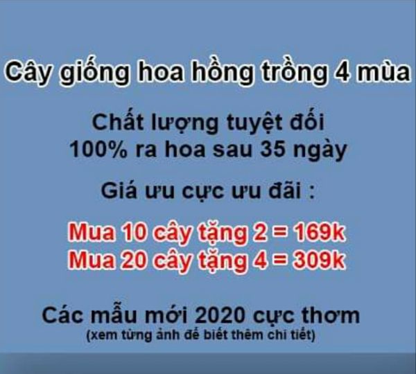 Combo 05 Gốc Hoa Hồng Ngoại Đủ Màu