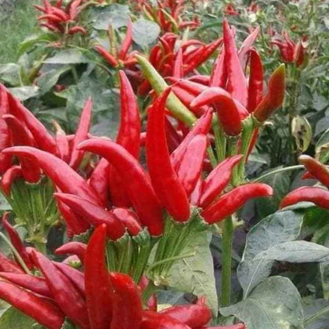 50H - #Hạt_Giống_Ớt_Chùm_Đỏ ( tặng kèm kích mầm và phân bón )