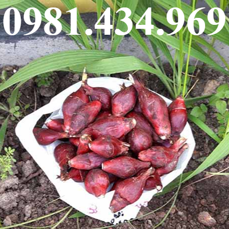 Sâm đại hành lz4