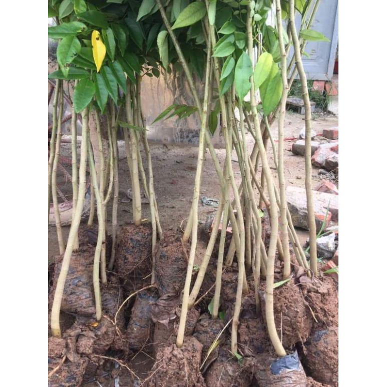 [FREESHIP - Xả Khô Máu] combo 5 cây giống sưa đỏ cao 80cm