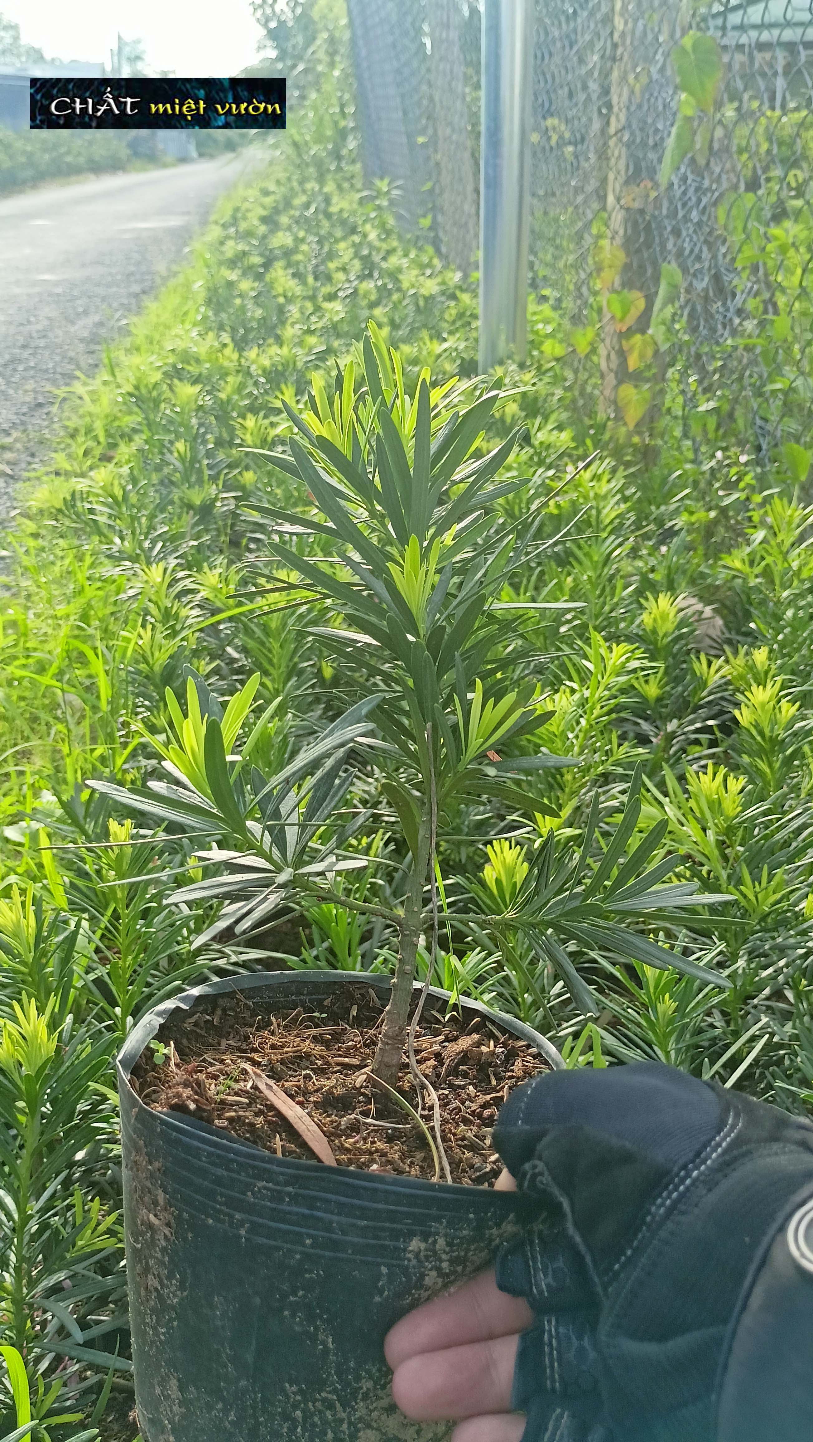 Cây Vạn Niên Tùng giống (chậu cây cao 40-50cm như hình)