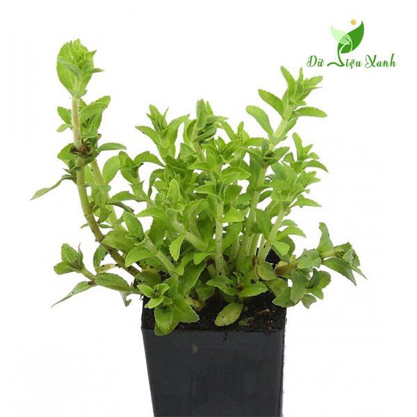 2 bầu rau ngò ôm (rau ngổ - bầu như hình)