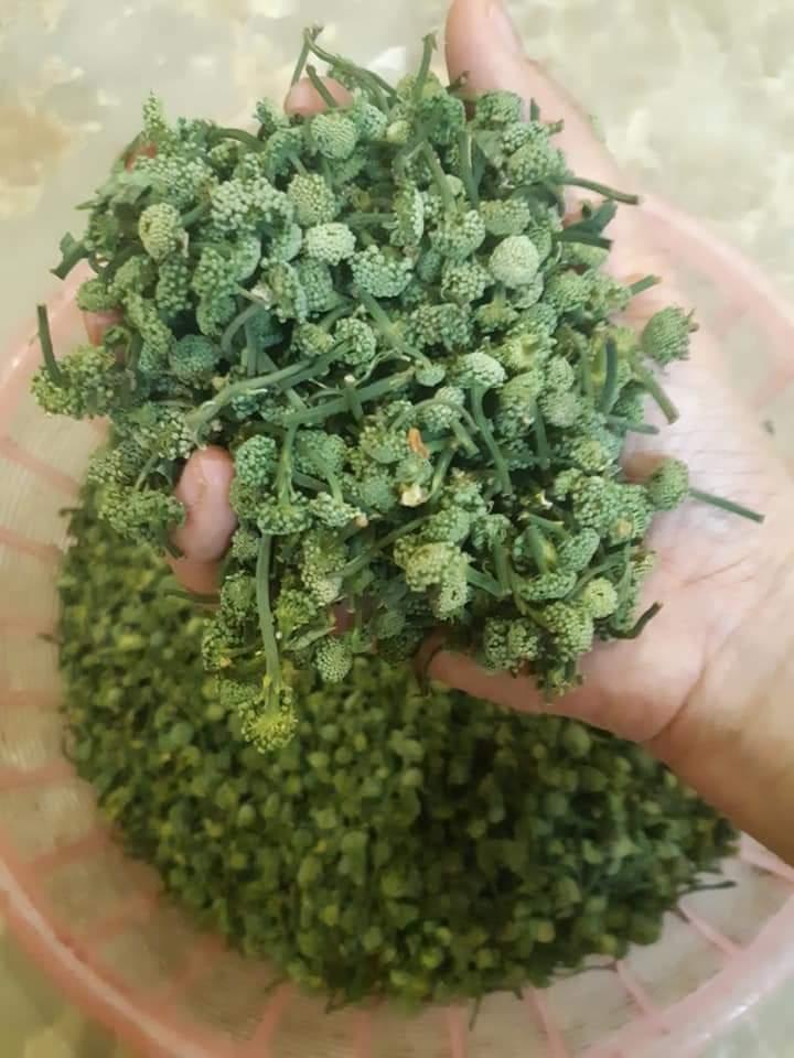 Nụ Hoa Tam Thất Bao Tử 500gr