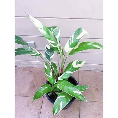 CÂY GIỐNG Chuối mỏ két cẩm thạch ( thiên điểu )