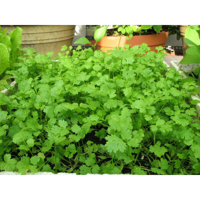 Hạt Giống Ngò Rí ( Rau Mùi ) 20gr