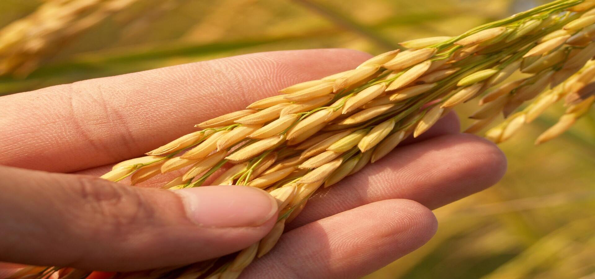 1 Gói Phân Bón Lá Vô Gạo Lúa Vàng 19gr