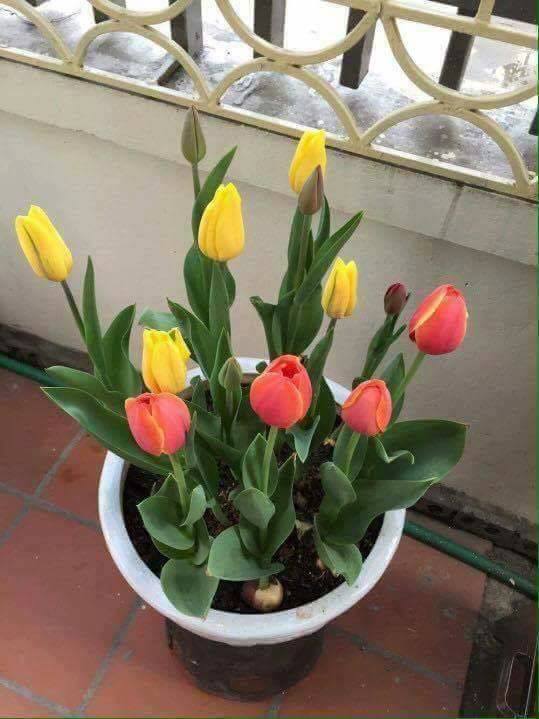 Bộ 5 củ giống hoa tulip nhiều màu - hoa trồng chơi tết