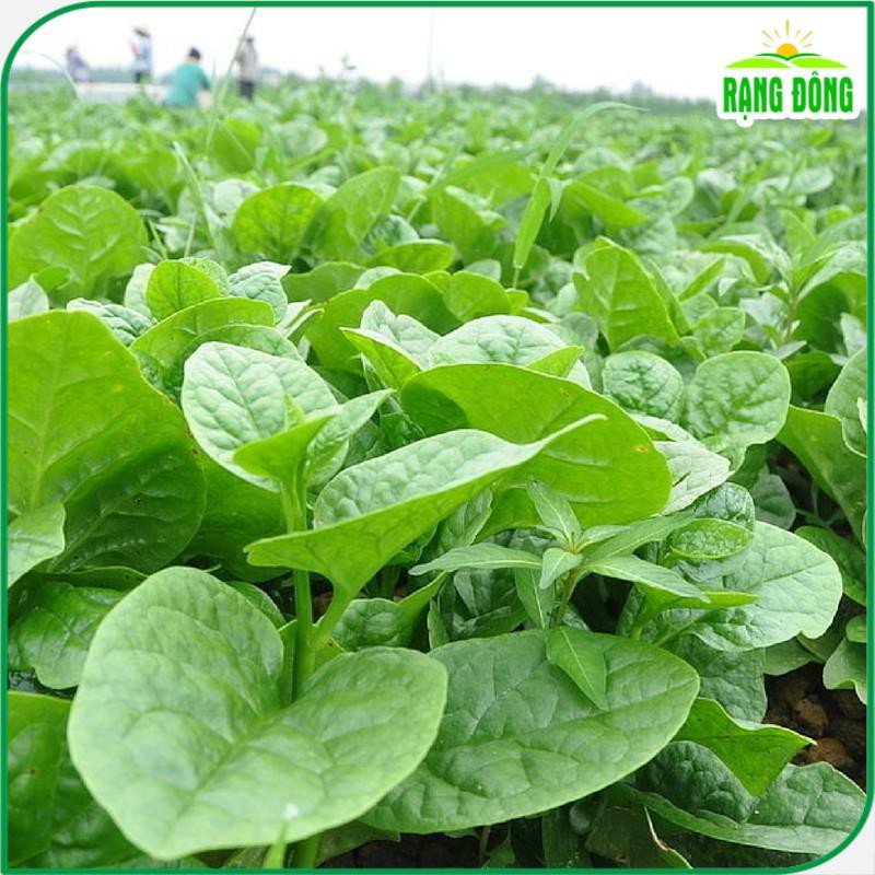 Hạt giống rau mồng tơi lá to 15 gr