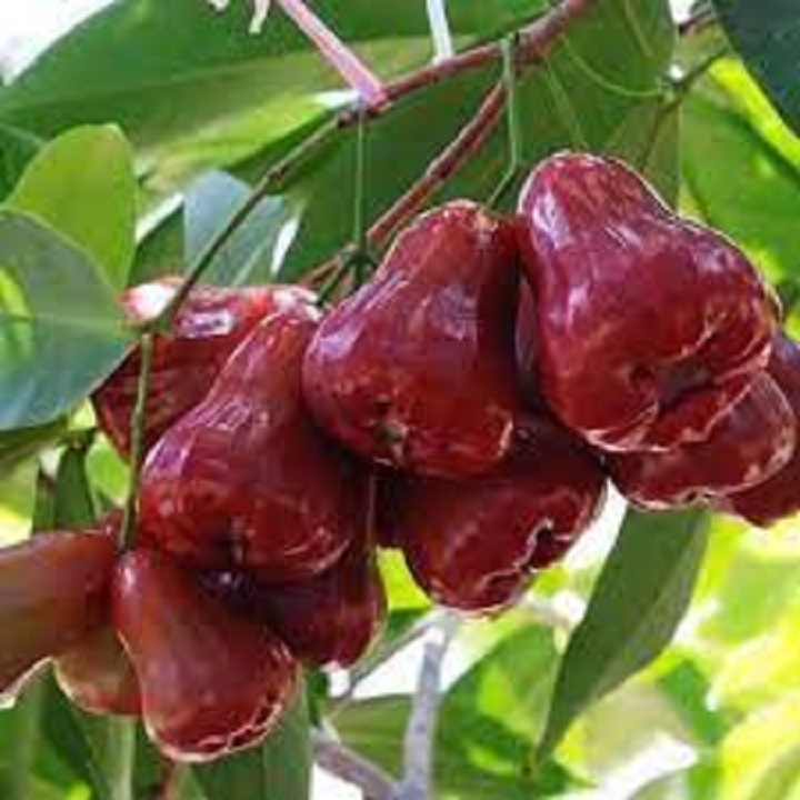 Cây giống roi đỏ an phước