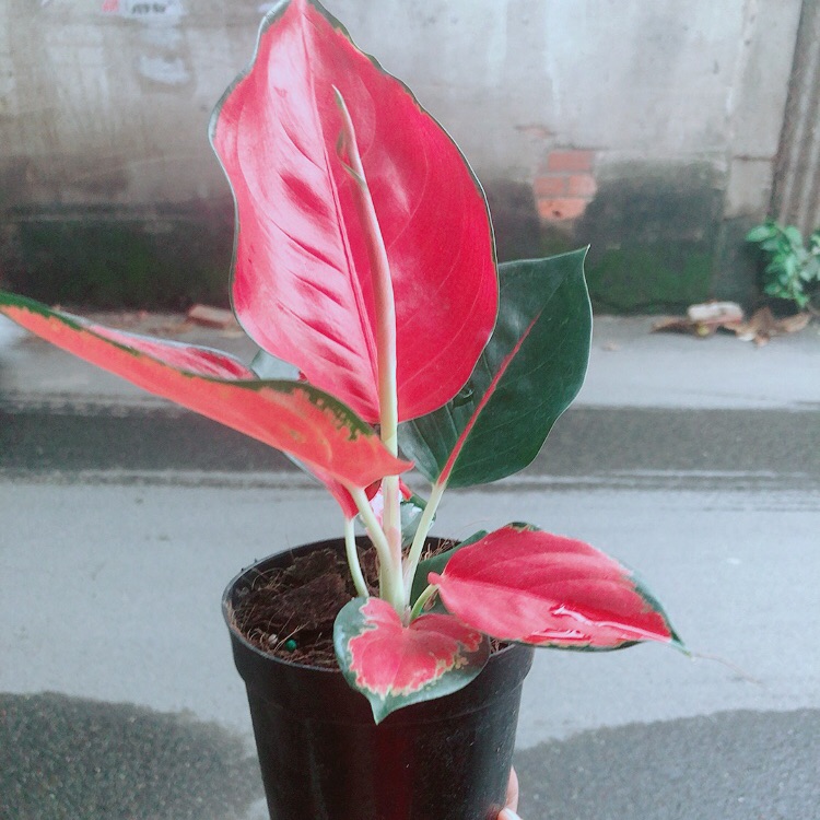Cây phú quý đỏ giống đặc biệt
