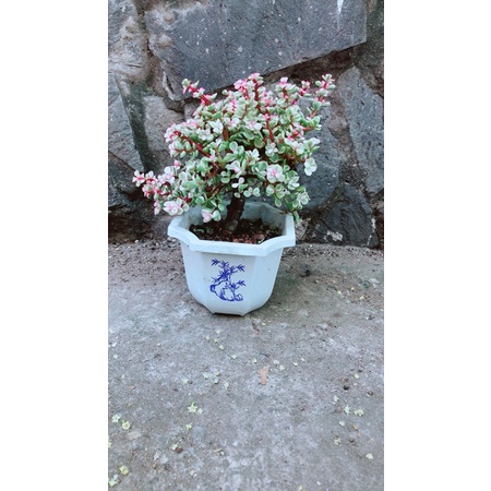 Cành Vàng Lá Ngọc Cổ Thụ