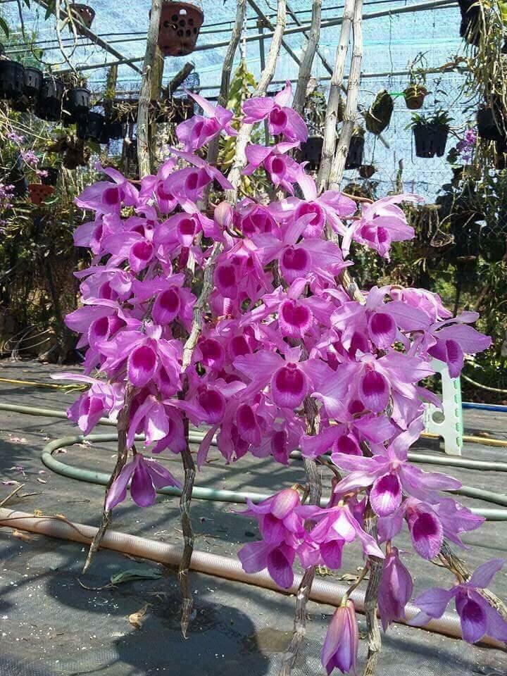 Trầm thanh củi - cây con năm 2