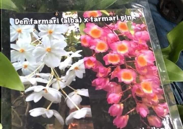 [Giá hủy diệt] kiều trắng lai kiều tím chậu trưởng thành