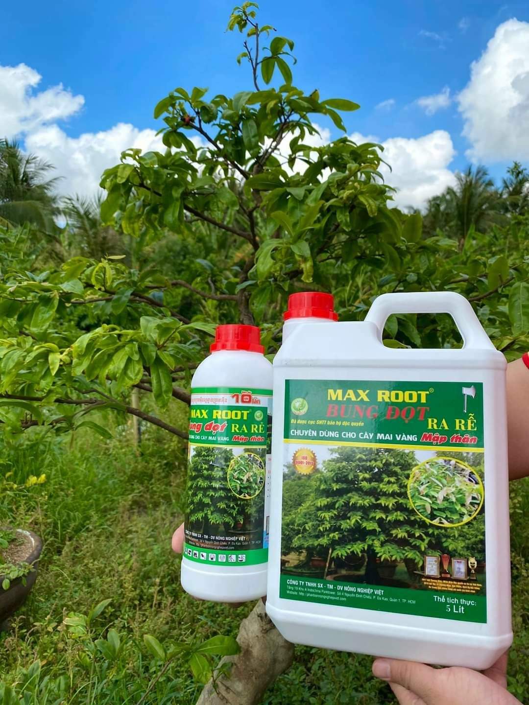 MAX ROOT BUNG ĐỌT RA RỄ MAI VÀNG CHAI 500ML