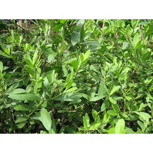 CÂY GIỐNG CÂY CÚC TẦN (CÂY ĐẠI BI , CÂY TỪ BI XANH)