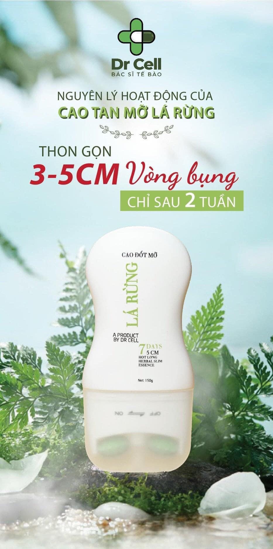 Cao Tan mỡ lá rừng