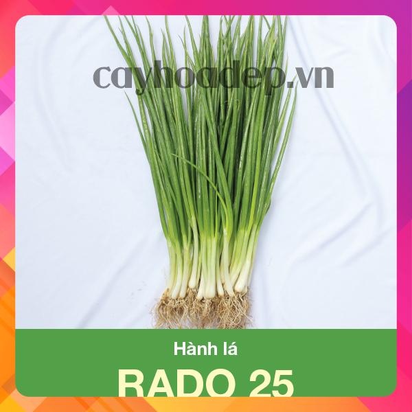 [Rẻ vô địch] [Ảnh thật] Hạt Giống Hành Lá - HẠT GIỐNG RAU THƠM
