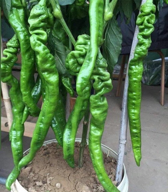 Hạt giống ớt cá ngựa (Nội địa Trung)