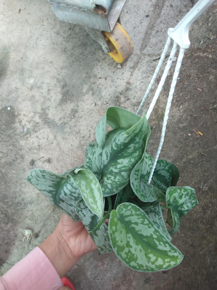 Cây trầu bà pháp - Cây cảnh trong nhà