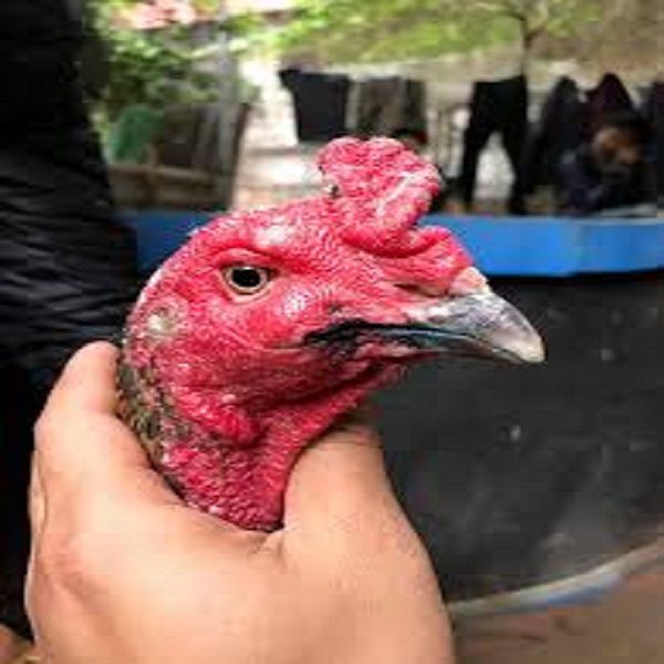 cách điều trị gà đá bị kén mép