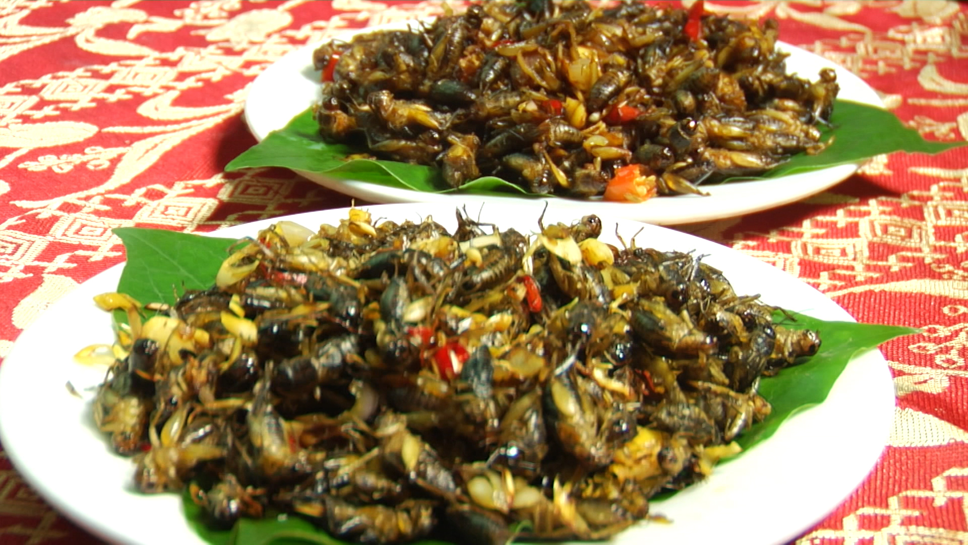Dế sữa, dế thịt, dế trứng đóng hộp 500gr