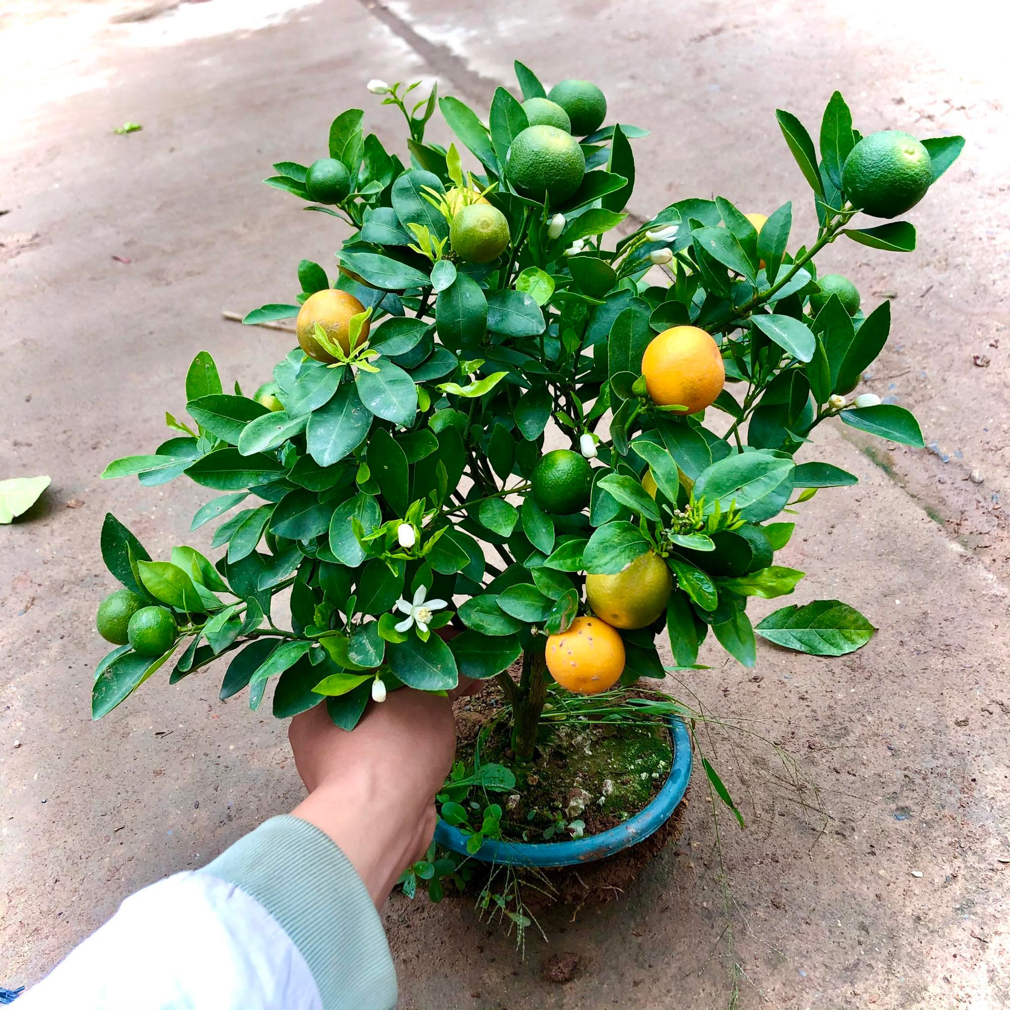 Cây quất  mini cao 40cm (ảnh thật số 2)- Lô mới bán tết