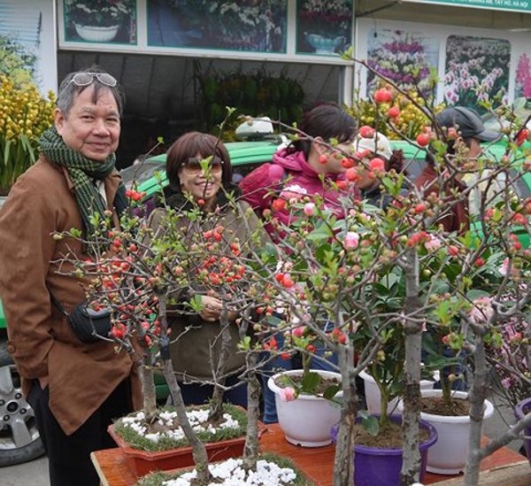 Cây mai đỏ Nhật  cao 60cm (ảnh thật số 2)