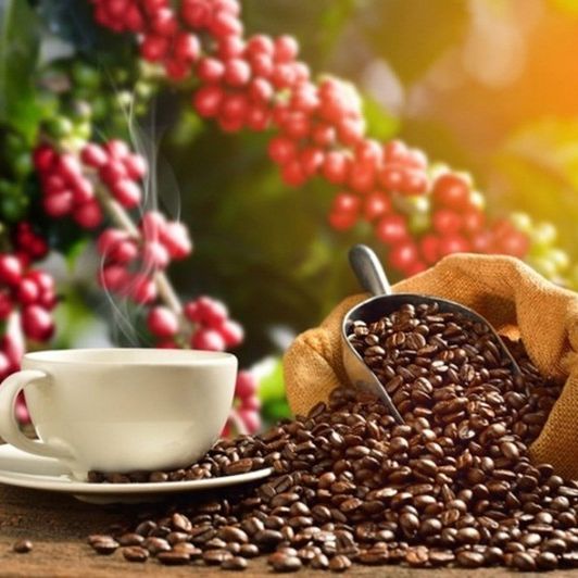 [HCM]500gr Cafe sạch rang mộc xay sẵn.