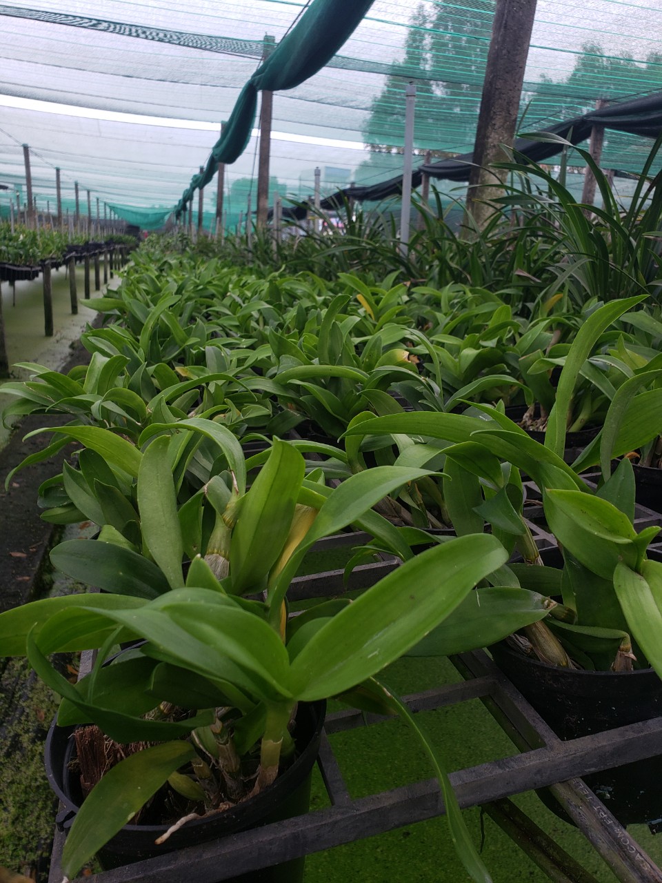COMBO 10 cốc Giống Denro đủ màu(7-12CM)