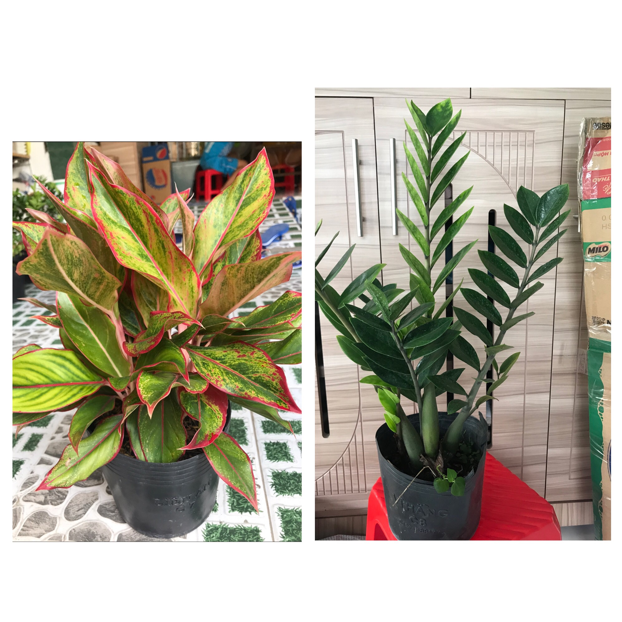 Combo tiết kiệm ( phú quý + kim tiền ) tặng phân bón cho cây trang trí thịnh vượng Cây cảnh phong thủy