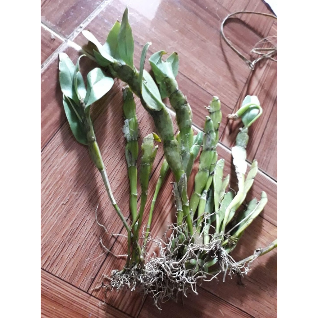Hoa Lan quý hiếm Trần tuấn(1 bó hình cuối)