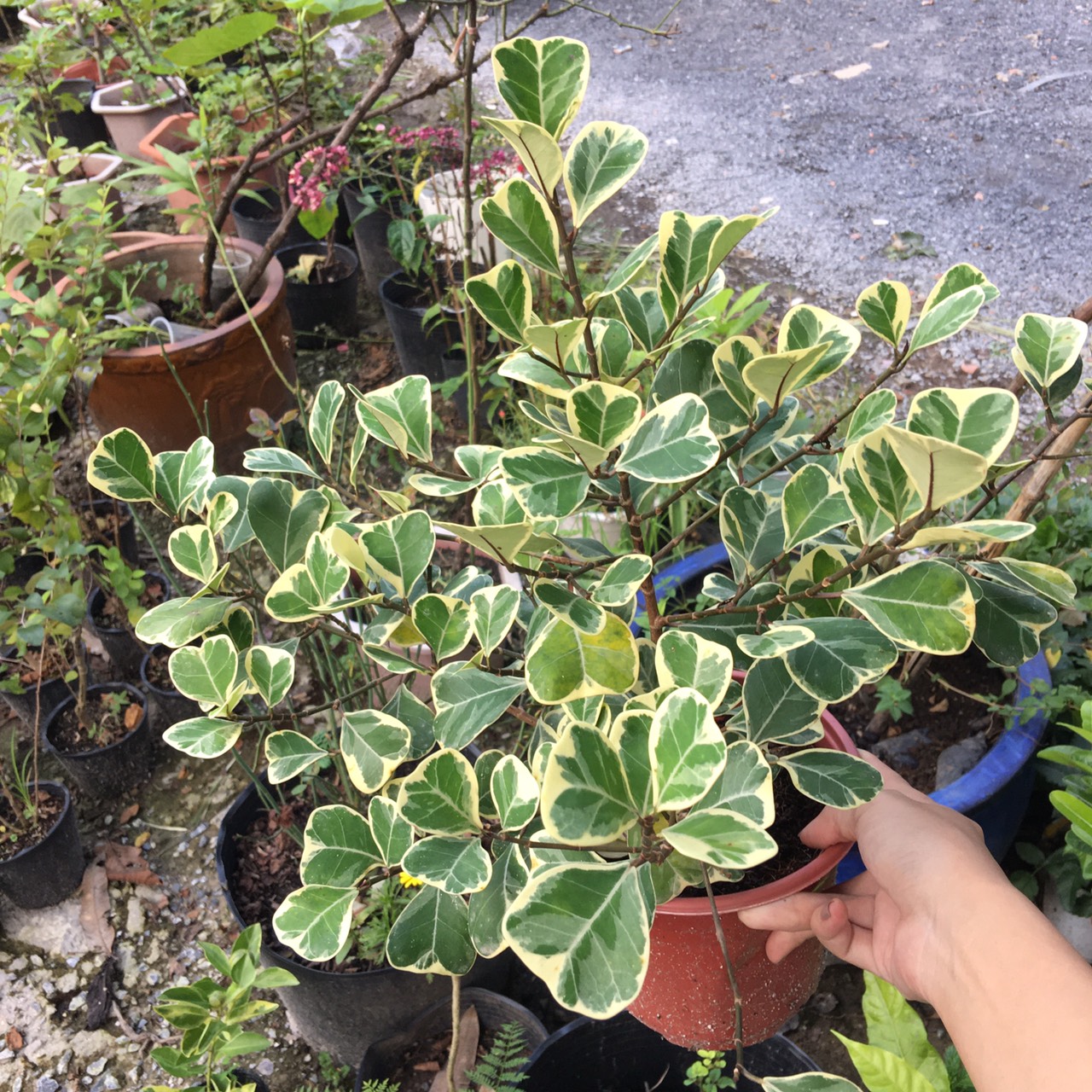 Chậu cây Bàng Lá Tim Cẩm Thạch - Cây để bàn (Ficus deltoidea Jack f. Variegata)