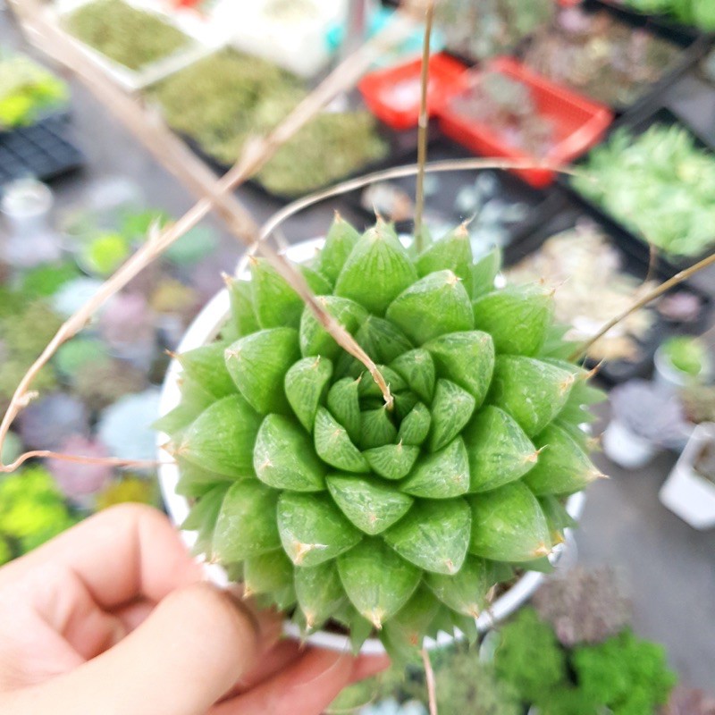 SEN ĐÁ DẠ QUANG SIZE TRUNG BÌNH LỖI 1 ĐỔI 1