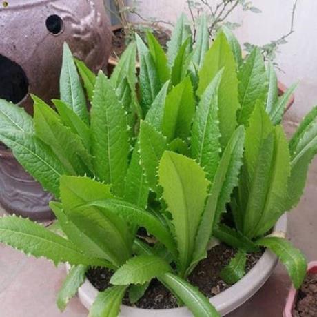 Hạt rau cải nhíp - gói 10 gram