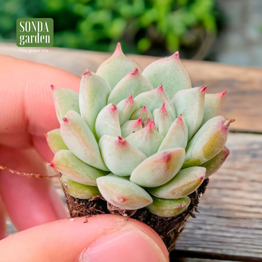 SEN ĐÁ TIỂU NGỌC SIZE MINI SIÊU KHỎE ĐẸP LỖI 1 ĐỔI 1