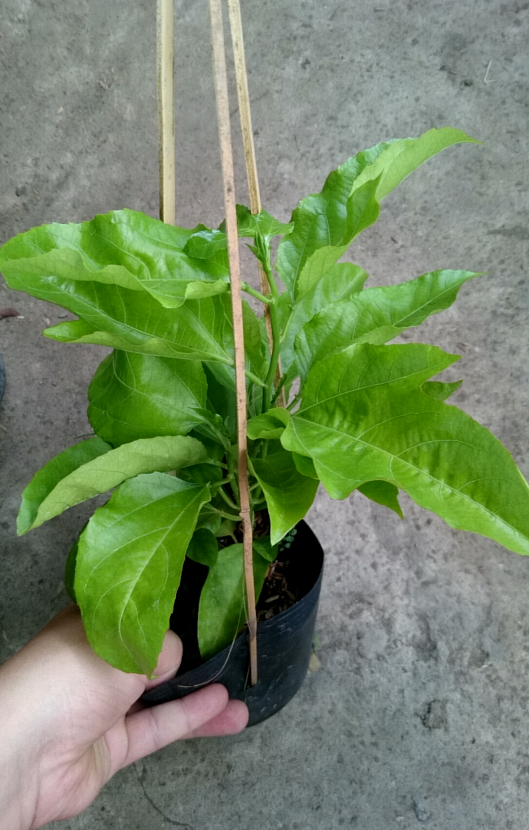 Chanh dây tím ( chanh leo )