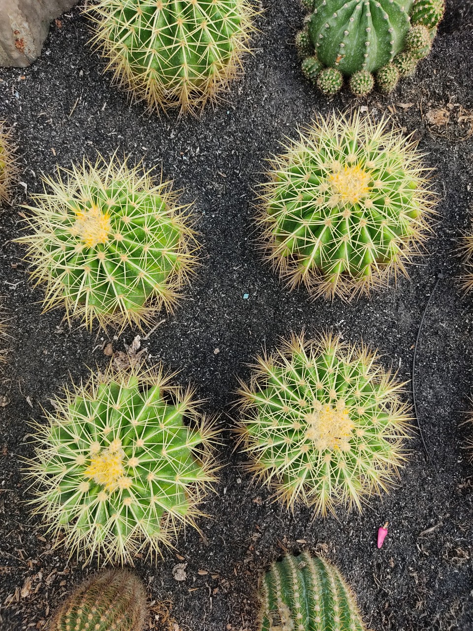 Xương rồng KIM HỔ (nhiều size)