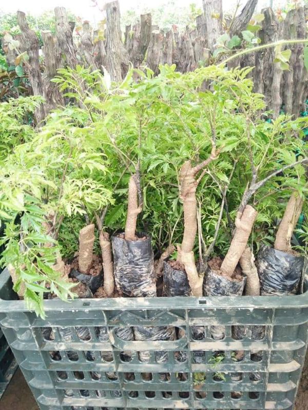 Đinh lăng nếp -đinh lăng lá nhỏ + tặng 3 cây quê dược liệu