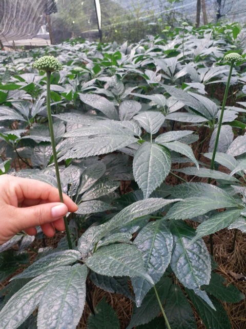 Nụ hoa tam thất 100g