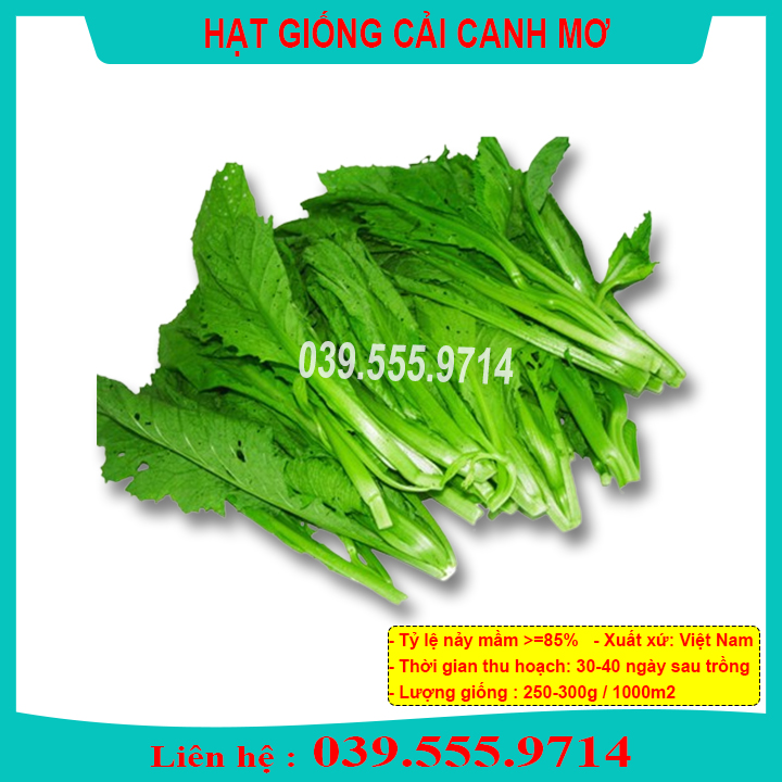 Hạt giống Cải canh mơ Hà Nội trồng quanh năm gói 20g