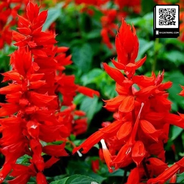 Hạt giống hoa xác pháo đỏ