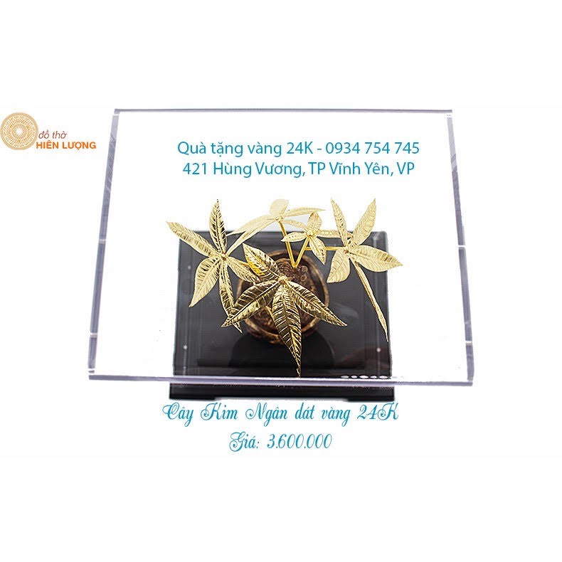 Cây Kim Ngân Dát Vàng vvv