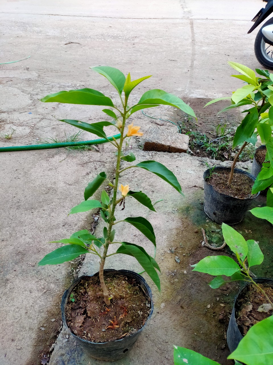 Cây hoa ngọc lan vàng-Nhà vườn Hula Trees