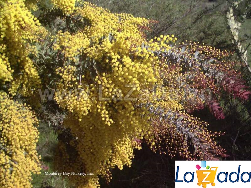 50h Hạt Giống Cây Mimosa Me Tím (| -KD: B21*X55*M197)