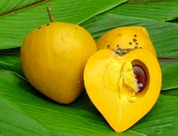 Cây Trứng Gà hay còn gọi là Lêkima