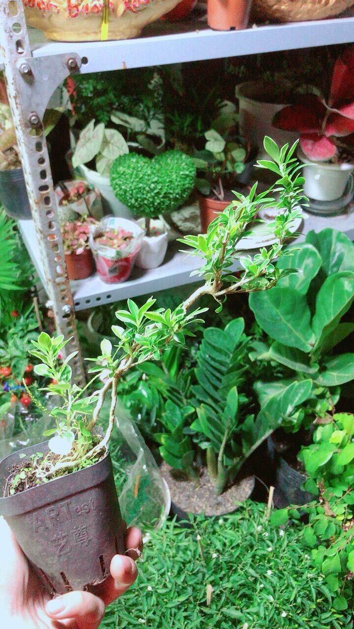 Cây hồng ngọc mai mini