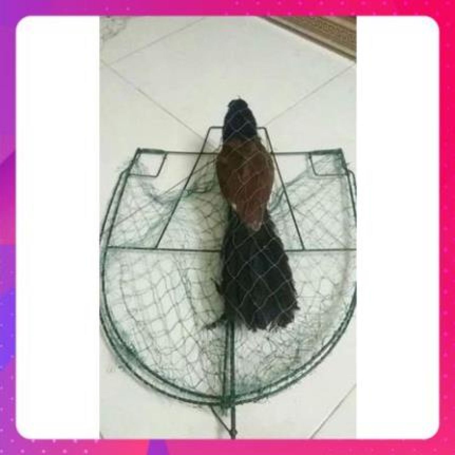 Mẹt bẫy chim bìm bịp giá siêu sốc